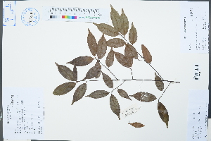  (Laurocerasus spinulosa - Ge04242)  @11 [ ] CreativeCommons  Attribution Non-Commercial Share-Alike  Unspecified Herbarium of South China Botanical Garden