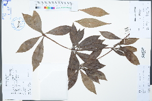  (Pieris - Ge04247)  @11 [ ] CreativeCommons  Attribution Non-Commercial Share-Alike  Unspecified Herbarium of South China Botanical Garden