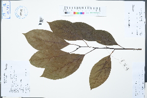  ( - Ge04248)  @11 [ ] CreativeCommons  Attribution Non-Commercial Share-Alike  Unspecified Herbarium of South China Botanical Garden