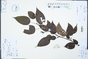 (Malus hupehensis - Ge04255)  @11 [ ] CreativeCommons  Attribution Non-Commercial Share-Alike  Unspecified Herbarium of South China Botanical Garden