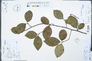  (Chaenomeles cathayensis - Ge04257)  @11 [ ] CreativeCommons  Attribution Non-Commercial Share-Alike  Unspecified Herbarium of South China Botanical Garden