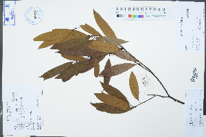  (Phoebe faberi - Ge04260)  @11 [ ] CreativeCommons  Attribution Non-Commercial Share-Alike  Unspecified Herbarium of South China Botanical Garden