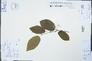  ( - Ge04263)  @11 [ ] CreativeCommons  Attribution Non-Commercial Share-Alike  Unspecified Herbarium of South China Botanical Garden