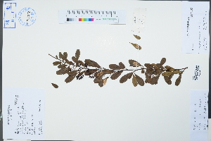  ( - Ge04265)  @11 [ ] CreativeCommons  Attribution Non-Commercial Share-Alike  Unspecified Herbarium of South China Botanical Garden