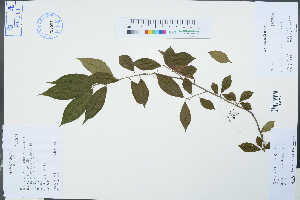  (Maclura cochinchinensis - Ge04267)  @11 [ ] CreativeCommons  Attribution Non-Commercial Share-Alike  Unspecified Herbarium of South China Botanical Garden