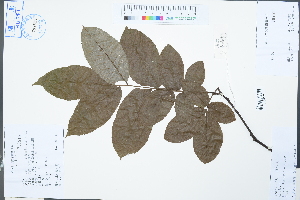  (Cyclocarya paliurus - Ge04276)  @11 [ ] CreativeCommons  Attribution Non-Commercial Share-Alike  Unspecified Herbarium of South China Botanical Garden