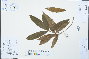  (Phoebe bournei - Ge04279)  @11 [ ] CreativeCommons  Attribution Non-Commercial Share-Alike  Unspecified Herbarium of South China Botanical Garden