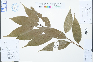  (Quercus hypargyrea - Ge04280)  @11 [ ] CreativeCommons  Attribution Non-Commercial Share-Alike  Unspecified Herbarium of South China Botanical Garden