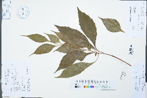  ( - Ge04283)  @11 [ ] CreativeCommons  Attribution Non-Commercial Share-Alike  Unspecified Herbarium of South China Botanical Garden