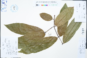  (Salacia sessiliflora - Ge04286)  @11 [ ] CreativeCommons  Attribution Non-Commercial Share-Alike  Unspecified Herbarium of South China Botanical Garden