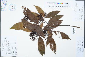  (Photinia beauverdiana - Ge04293)  @11 [ ] CreativeCommons  Attribution Non-Commercial Share-Alike  Unspecified Herbarium of South China Botanical Garden