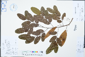  (Dalbergia candenatensis - Ge04295)  @11 [ ] CreativeCommons  Attribution Non-Commercial Share-Alike  Unspecified Herbarium of South China Botanical Garden
