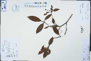  ( - Ge04301)  @11 [ ] CreativeCommons  Attribution Non-Commercial Share-Alike  Unspecified Herbarium of South China Botanical Garden