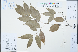  (Castanopsis eyrei - Ge04305)  @11 [ ] CreativeCommons  Attribution Non-Commercial Share-Alike  Unspecified Herbarium of South China Botanical Garden