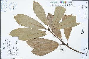  (Manglietia conifera - Ge04306)  @11 [ ] CreativeCommons  Attribution Non-Commercial Share-Alike  Unspecified Herbarium of South China Botanical Garden