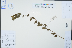  (Spiraea prunifolia - Ge04308)  @11 [ ] CreativeCommons  Attribution Non-Commercial Share-Alike  Unspecified Herbarium of South China Botanical Garden