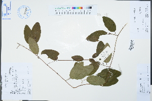  (Berchemia floribunda - Ge04311)  @11 [ ] CreativeCommons  Attribution Non-Commercial Share-Alike  Unspecified Herbarium of South China Botanical Garden