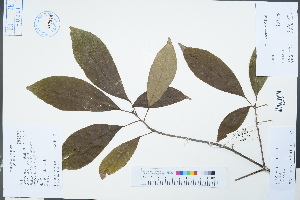  (Sloanea sinensis - Ge04607)  @11 [ ] CreativeCommons  Attribution Non-Commercial Share-Alike  Unspecified Herbarium of South China Botanical Garden