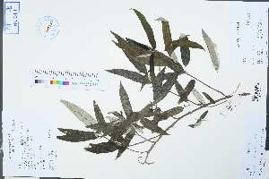  (Debregeasia orientalis - Ge04323)  @11 [ ] CreativeCommons  Attribution Non-Commercial Share-Alike  Unspecified Herbarium of South China Botanical Garden