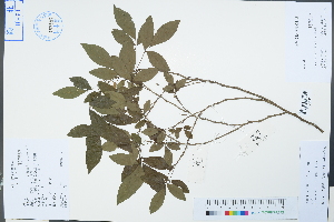  (Ohwia caudata - Ge04325)  @11 [ ] CreativeCommons  Attribution Non-Commercial Share-Alike  Unspecified Herbarium of South China Botanical Garden