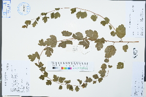  (Spiraea salicifolia - Ge04326)  @11 [ ] CreativeCommons  Attribution Non-Commercial Share-Alike  Unspecified Herbarium of South China Botanical Garden