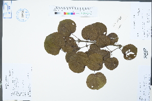  ( - Ge04334)  @11 [ ] CreativeCommons  Attribution Non-Commercial Share-Alike  Unspecified Herbarium of South China Botanical Garden