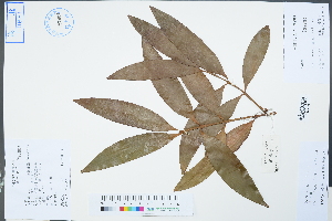  (Nageia fleuryi - Ge04340)  @11 [ ] CreativeCommons  Attribution Non-Commercial Share-Alike  Unspecified Herbarium of South China Botanical Garden