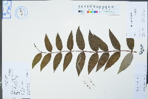  ( - Ge04617)  @11 [ ] CreativeCommons  Attribution Non-Commercial Share-Alike  Unspecified Herbarium of South China Botanical Garden