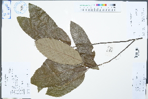  (Quercus variabilis - Ge04347)  @11 [ ] CreativeCommons  Attribution Non-Commercial Share-Alike  Unspecified Herbarium of South China Botanical Garden