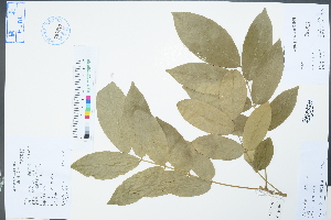  ( - Ge04348)  @11 [ ] CreativeCommons  Attribution Non-Commercial Share-Alike  Unspecified Herbarium of South China Botanical Garden