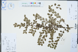  (Myrsine africana - Ge04355)  @11 [ ] CreativeCommons  Attribution Non-Commercial Share-Alike  Unspecified Herbarium of South China Botanical Garden