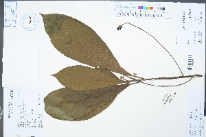 (Phoebe sheareri - Ge04361)  @11 [ ] CreativeCommons  Attribution Non-Commercial Share-Alike  Unspecified Herbarium of South China Botanical Garden