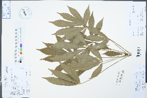  ( - Ge04380)  @11 [ ] CreativeCommons  Attribution Non-Commercial Share-Alike  Unspecified Herbarium of South China Botanical Garden