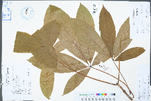  ( - Ge04381)  @11 [ ] CreativeCommons  Attribution Non-Commercial Share-Alike  Unspecified Herbarium of South China Botanical Garden