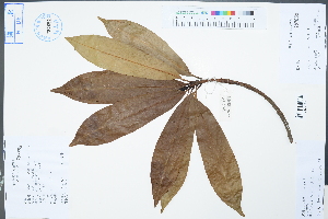  ( - Ge04383)  @11 [ ] CreativeCommons  Attribution Non-Commercial Share-Alike  Unspecified Herbarium of South China Botanical Garden