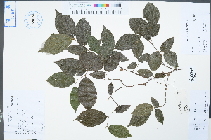  ( - Ge04384)  @11 [ ] CreativeCommons  Attribution Non-Commercial Share-Alike  Unspecified Herbarium of South China Botanical Garden