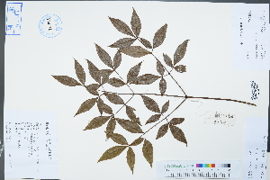  (Nandina - Ge04389)  @11 [ ] CreativeCommons  Attribution Non-Commercial Share-Alike  Unspecified Herbarium of South China Botanical Garden
