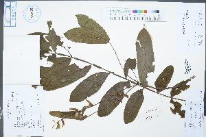  (Pterocarya stenoptera - Ge04394)  @11 [ ] CreativeCommons  Attribution Non-Commercial Share-Alike  Unspecified Herbarium of South China Botanical Garden