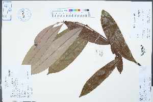  (Michelia cavaleriei var. platypetala - Ge04621)  @11 [ ] CreativeCommons  Attribution Non-Commercial Share-Alike  Unspecified Herbarium of South China Botanical Garden