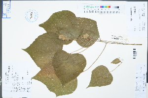  ( - Ge04399)  @11 [ ] CreativeCommons  Attribution Non-Commercial Share-Alike  Unspecified Herbarium of South China Botanical Garden