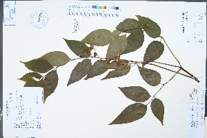  (Euscaphis - Ge04403)  @11 [ ] CreativeCommons  Attribution Non-Commercial Share-Alike  Unspecified Herbarium of South China Botanical Garden