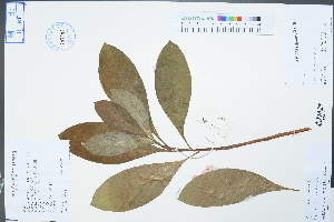  (Edgeworthia chrysantha - Ge04410)  @11 [ ] CreativeCommons  Attribution Non-Commercial Share-Alike  Unspecified Herbarium of South China Botanical Garden