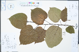  ( - Ge04415)  @11 [ ] CreativeCommons  Attribution Non-Commercial Share-Alike  Unspecified Herbarium of South China Botanical Garden