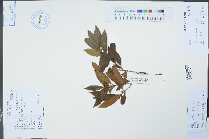  (Sarcococca ruscifolia - Ge04416)  @11 [ ] CreativeCommons  Attribution Non-Commercial Share-Alike  Unspecified Herbarium of South China Botanical Garden