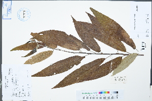  (Debregeasia longifolia - Ge04421)  @11 [ ] CreativeCommons  Attribution Non-Commercial Share-Alike  Unspecified Herbarium of South China Botanical Garden