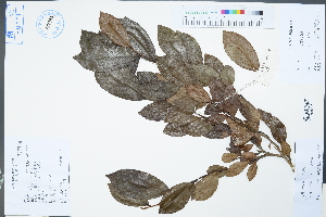  (Michelia figo - Ge04447)  @11 [ ] CreativeCommons  Attribution Non-Commercial Share-Alike  Unspecified Herbarium of South China Botanical Garden