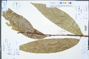  ( - Ge04452)  @11 [ ] CreativeCommons  Attribution Non-Commercial Share-Alike  Unspecified Herbarium of South China Botanical Garden