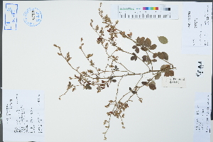  (Lespedeza buergeri - Ge04456)  @11 [ ] CreativeCommons  Attribution Non-Commercial Share-Alike  Unspecified Herbarium of South China Botanical Garden