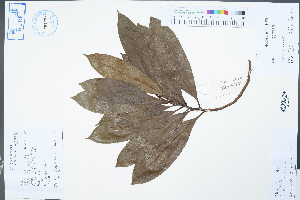  (Magnolia yunnanensis - Ge04457)  @11 [ ] CreativeCommons  Attribution Non-Commercial Share-Alike  Unspecified Herbarium of South China Botanical Garden