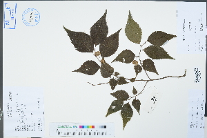  (Pteroceltis tatarinowii - Ge04458)  @11 [ ] CreativeCommons  Attribution Non-Commercial Share-Alike  Unspecified Herbarium of South China Botanical Garden